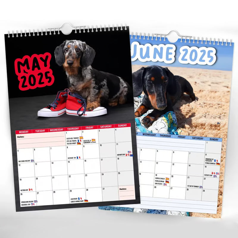 Cheeky Dachshunds - Calendario da parete 2025