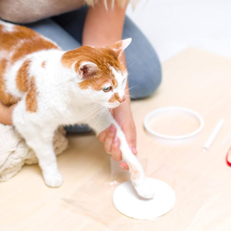 Kit per modellare la zampa di un animale domestico in argilla