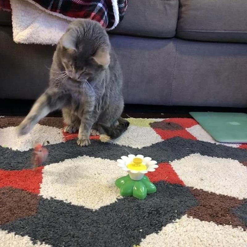 Giocattolo interattivo per gatti